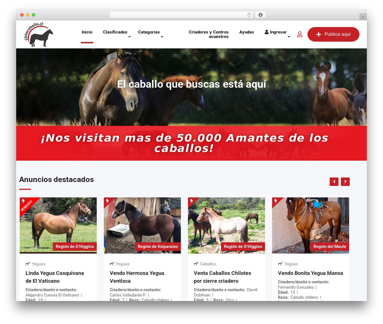 Theme WordPress Classima - chilecaballo.cl Theme WordPress Classima - chilecaballo.cl