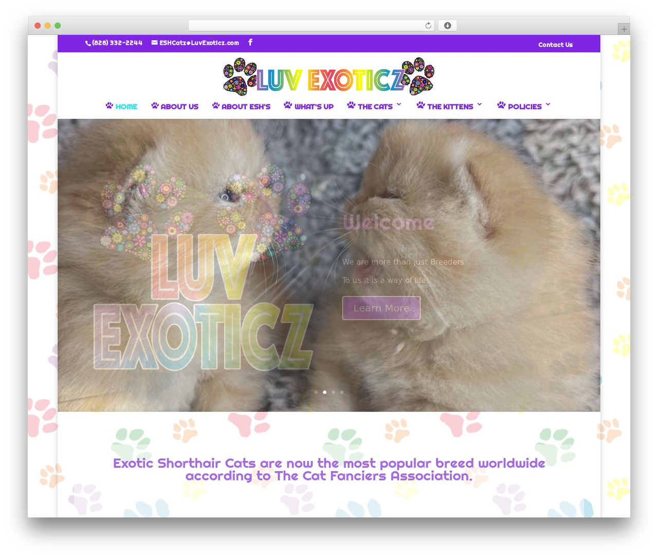 Divi top WordPress theme - luvexoticz.com Divi top WordPress theme - luvexoticz.com