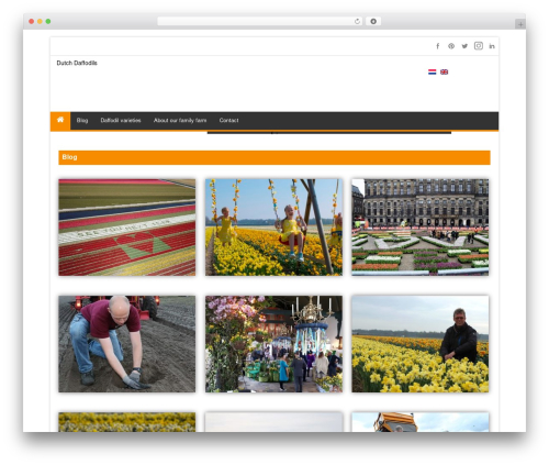 Effect WP theme - dutchdaffodils.com