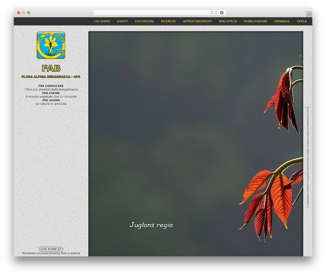 MNT Flat WordPress theme - floralpinabergamasca.net