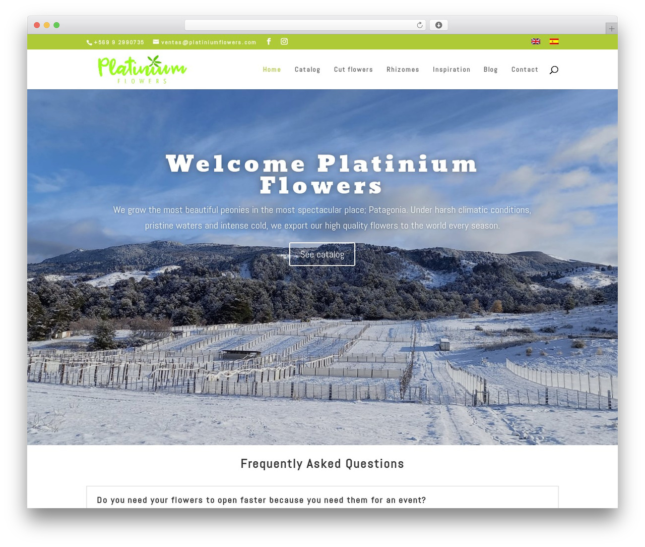 Divi WordPress theme - platiniumflowers.com