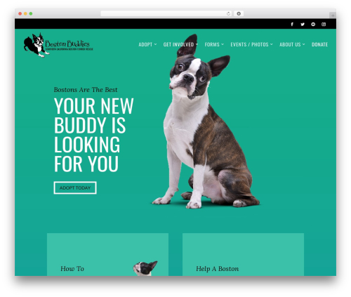 WordPress theme Divi - bostonbuddies.org