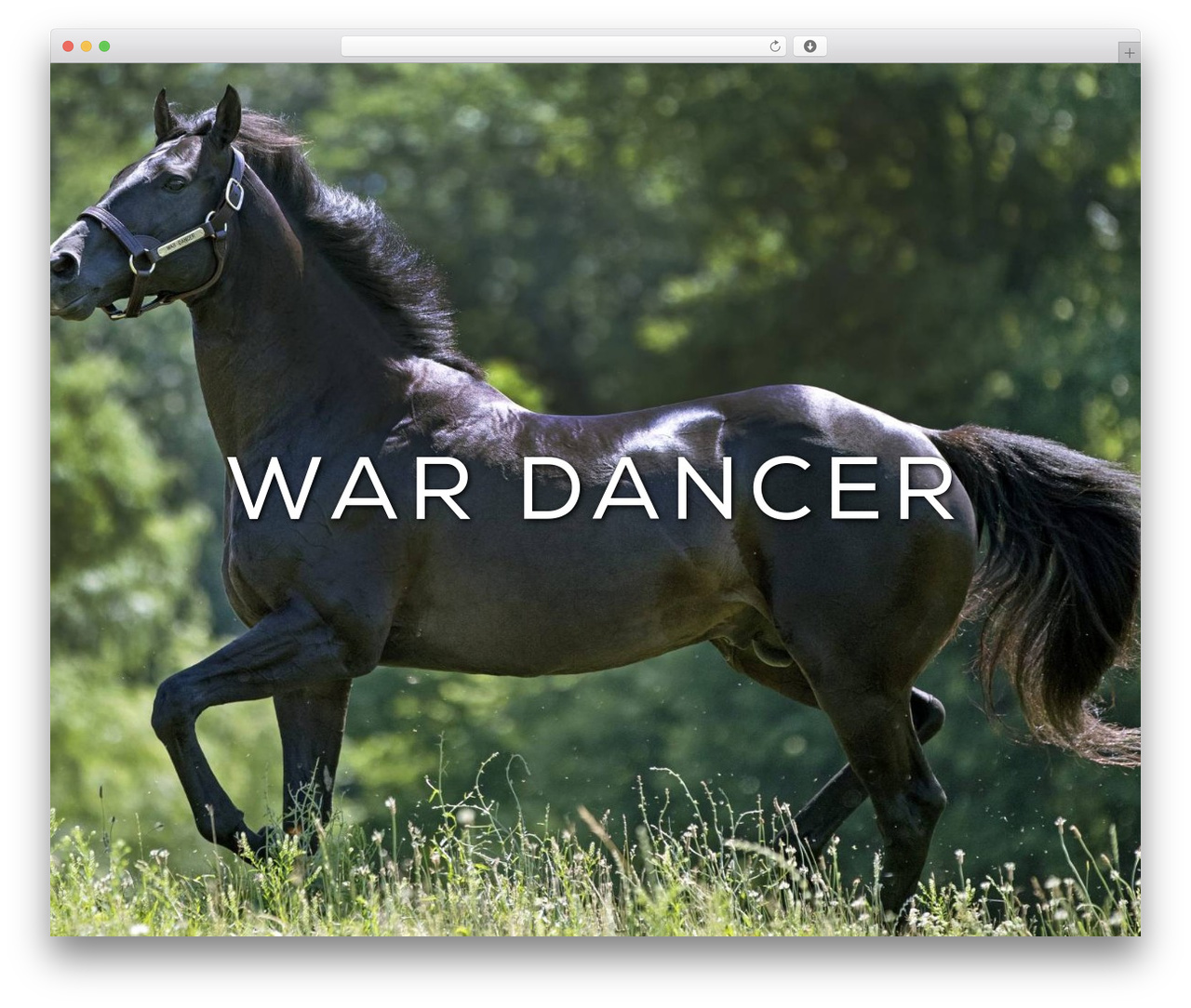 Theme WordPress War Dancer Stud 2017 Theme - wardancerstud.com Theme WordPress War Dancer Stud 2017 Theme - wardancerstud.com