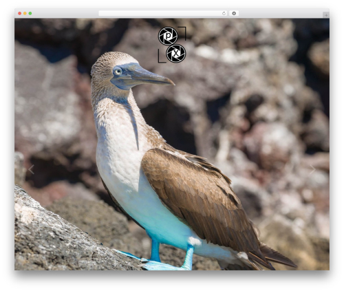 Pixgraphy plus WordPress plugin - 8px.ch