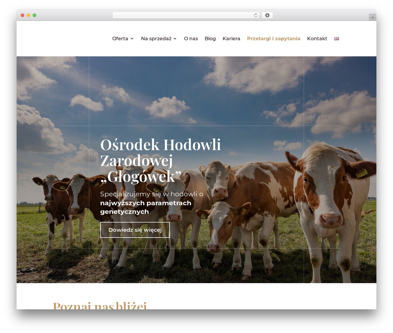 Hello Elementor theme WordPress - ohz-glogowek.pl Hello Elementor theme WordPress - ohz-glogowek.pl