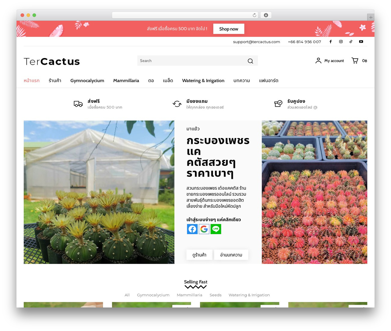 WordPress theme Newspaper - tercactus.com WordPress theme Newspaper - tercactus.com