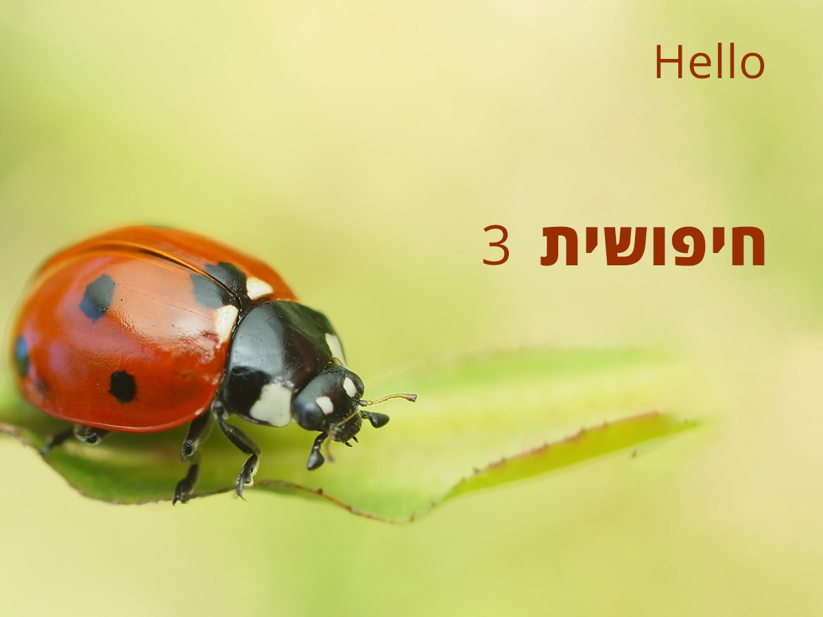 WordPress theme Hipushit theme WordPress theme Hipushit theme