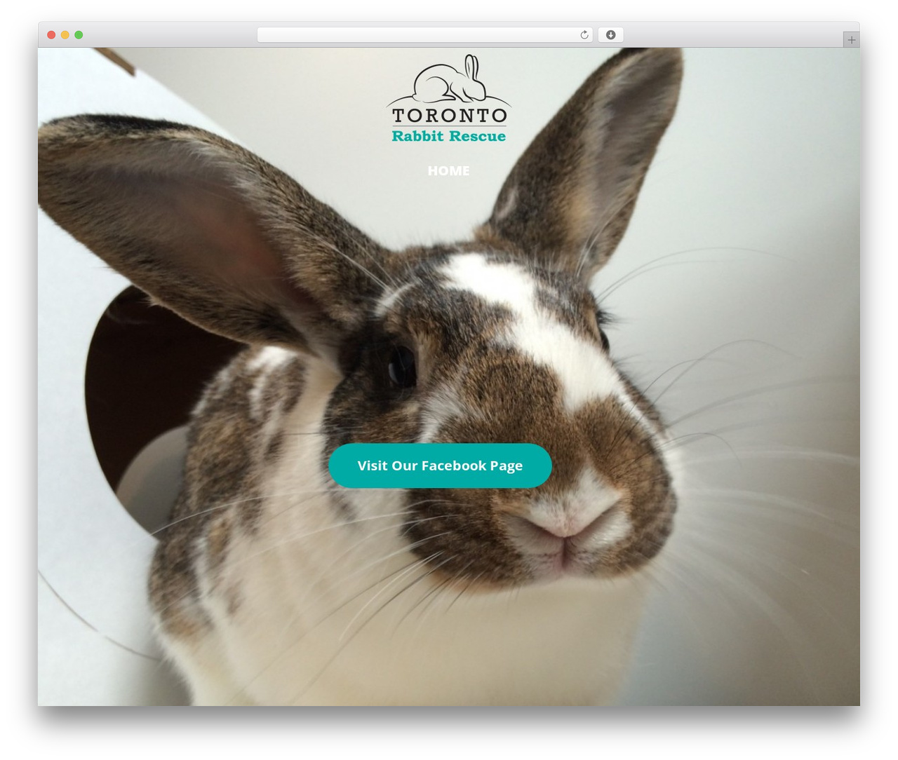 WordPress theme Optimizer PRO - torontorabbitrescue.org
