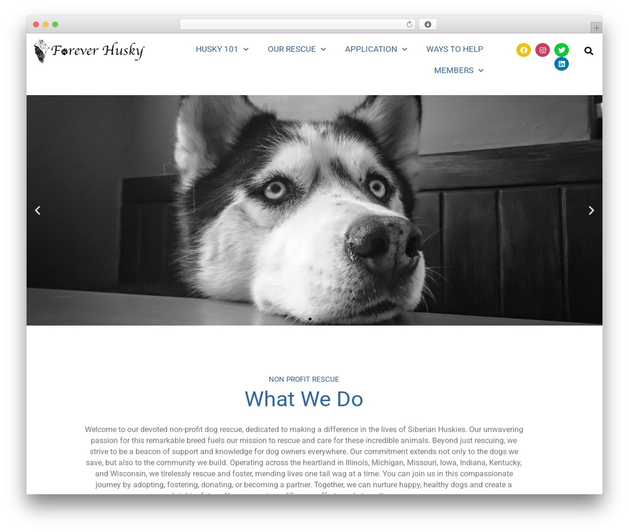 Hello Elementor top WordPress theme - foreverhusky.org Hello Elementor top WordPress theme - foreverhusky.org