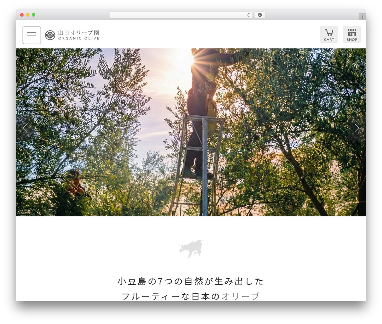Jet-CMS13 theme WordPress - organic-olive.com Jet-CMS13 theme WordPress - organic-olive.com