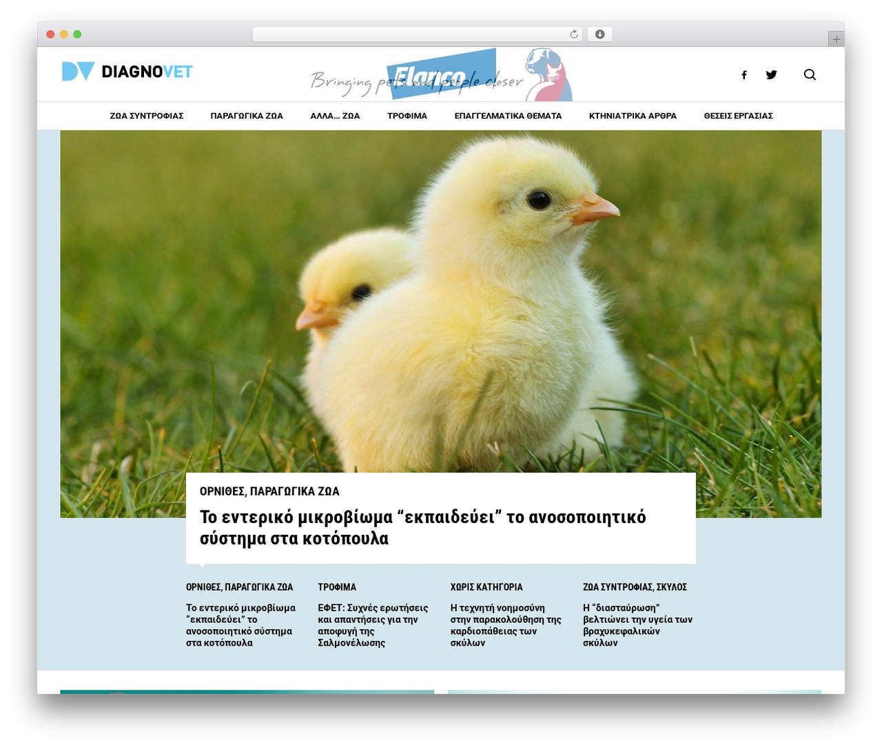 Web Expert - Basic Template theme WordPress - diagnovet.gr Web Expert - Basic Template theme WordPress - diagnovet.gr