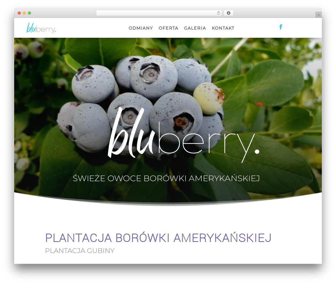 Divi theme WordPress - bluberry.pl Divi theme WordPress - bluberry.pl