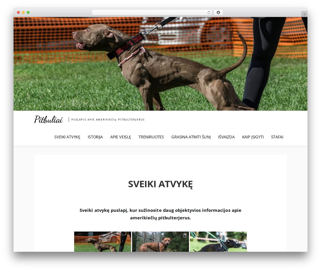 Amazorize theme WordPress - pitbuliai.lt