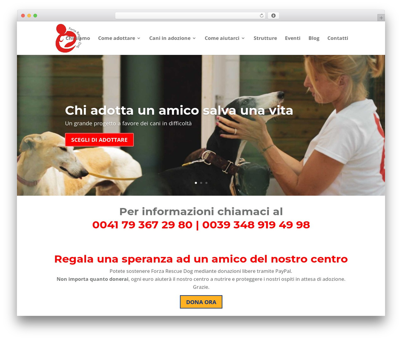 Theme WordPress Divi - forzarescuedog.com Theme WordPress Divi - forzarescuedog.com
