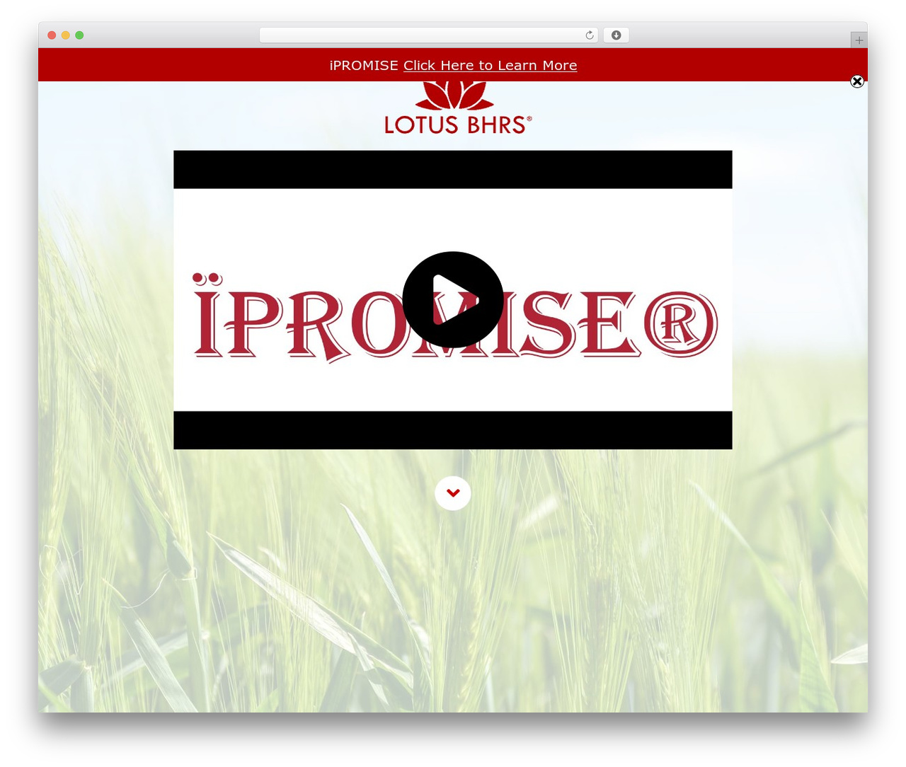 Beaver Builder Theme WordPress theme - lotusbhrsinc.org